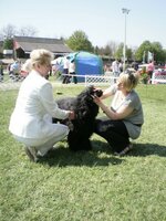 Dog Show Maďarsko- SZILVÁSVÁRAD 2011