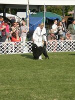 Dog Show Maďarsko- SZILVÁSVÁRAD 2011