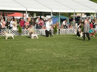 Dog Show Maďarsko- SZILVÁSVÁRAD 2011