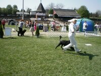 Dog Show Maďarsko- SZILVÁSVÁRAD 2011