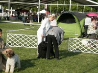 Dog Show Maďarsko- SZILVÁSVÁRAD 2011